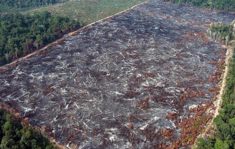 Saiba qual é a fruta típica do Cerrado que diminui risco de câncer e  fortalece economia de povos tradicionais, Mato Grosso do Sul